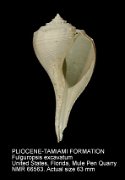 PLIOCENE-TAMIAMI FORMATION Fulguropsis excavatum